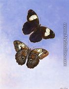 Caligo Martia (Butterflies) - Titian Ramsay  Peale