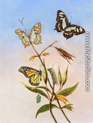 Butterflies - Titian Ramsay  Peale