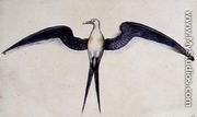 Frigate Bird - John White