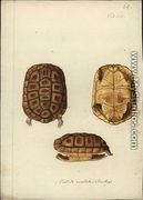 Homopus areolatus, before 1792 - Friedrich Wilhelm Wunder