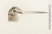 Woodcock, from The Farnley Book of Birds, c.1816 - Joseph Mallord William Turner