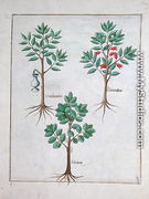 Illustration from the Book of Simple Medicines by Mattheaus Platearius d.c.1161 c.1470 13 - Robinet Testard