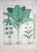 Cannabis, Brassica and Thistle, Illustration from the Book of Simple Medicines by Mattheaus Platearius d.c.1161 c.1470 - Robinet Testard