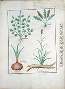 Illustration from The Book of Simple Medicines by Mattheaus Platearius d.c.1161 c.1470 52 - Robinet Testard