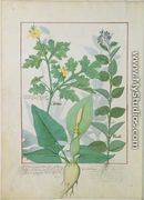 Greater Celandine or Poppy, Solanum or Nightshade, and Aron, illustration from The Book of Simple Medicines by Mattheaus Platearius d.c.1161 c.1470 - Robinet Testard