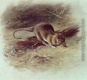 Brown Rat Rattus norvegicus 1918 - Archibald Thorburn