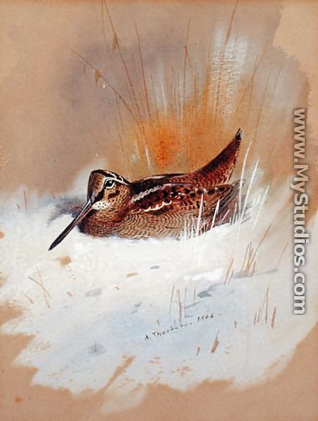 Woodcock in Snow, 1906 - Archibald Thorburn